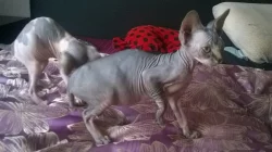 Koťátka kanadský sphynx s PP