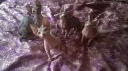 Koťátka kanadský sphynx s PP