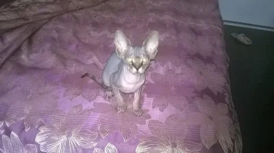 Koťátka kanadský sphynx s PP