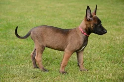 Štěňata belgického ovčáka - malinois