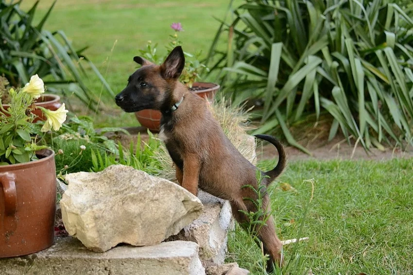 Štěňata belgického ovčáka - malinois