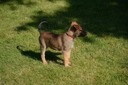 Štěňata belgického ovčáka - malinois