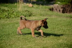 Štěňata belgického ovčáka - malinois