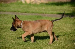 Štěňata belgického ovčáka - malinois