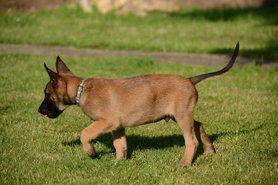 Štěňata belgického ovčáka - malinois