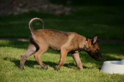 Štěňata belgického ovčáka - malinois