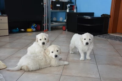 Zlatý retrívr - štěňata s PP