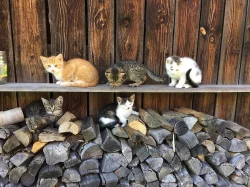 DARUJI MALÉ KOUZLO = KOTĚ :-)