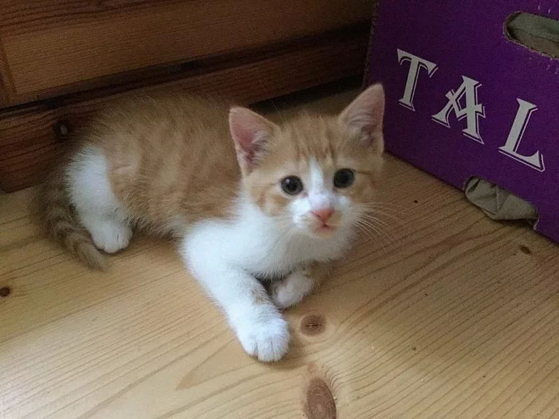 DARUJI MALÉ KOUZLO = KOTĚ :-)