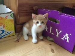 DARUJI MALÉ KOUZLO = KOTĚ :-)