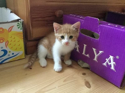 DARUJI MALÉ KOUZLO = KOTĚ :-)