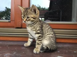 DARUJI MALÉ KOUZLO = KOTĚ :-)