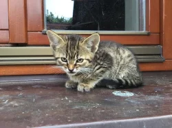 DARUJI MALÉ KOUZLO = KOTĚ :-)