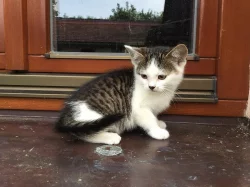 DARUJI MALÉ KOUZLO = KOTĚ :-)