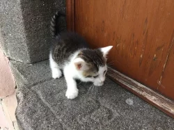 DARUJI MALÉ KOUZLO = KOTĚ :-)