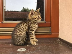 DARUJI MALÉ KOUZLO = KOTĚ :-)