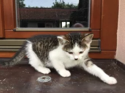 DARUJI MALÉ KOUZLO = KOTĚ :-)