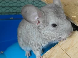 Dvě krásné činčilky