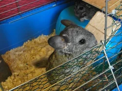 Dvě krásné činčilky