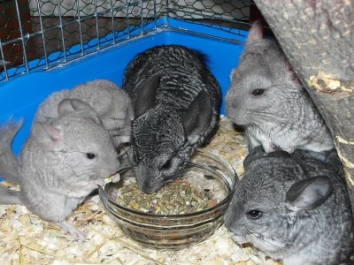 Dvě krásné činčilky