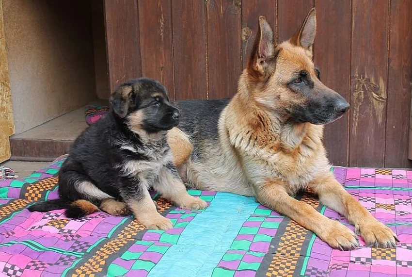 Štěně německého ovčáka s PP