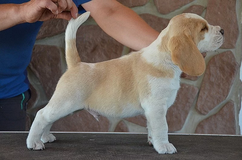 Bígl - štěňátko