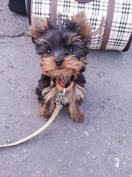 Prodám roční fenku yorkshirského teriéra