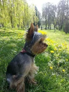 Prodám roční fenku yorkshirského teriéra