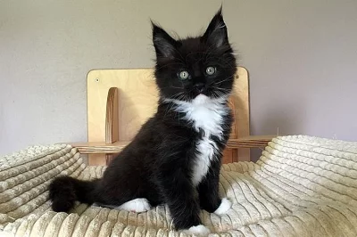 Mainská mývalí koťátka s PP