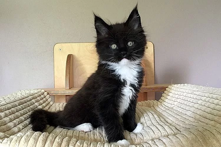 Mainská mývalí koťátka s PP