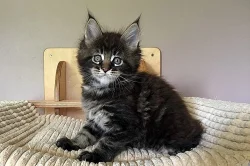 Mainská mývalí koťátka s PP