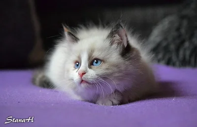 Ragdoll koťátka
