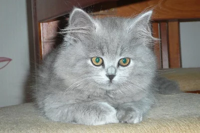 Britská dlouhosrstá kočička