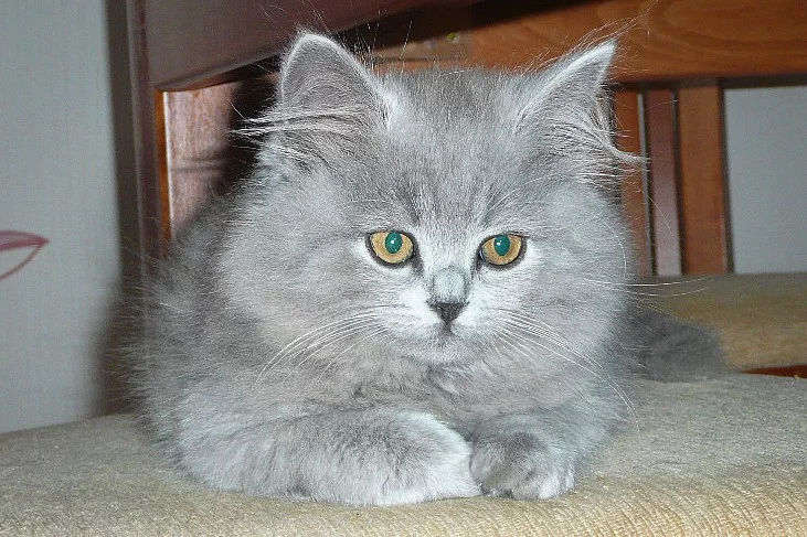 Britská dlouhosrstá kočička