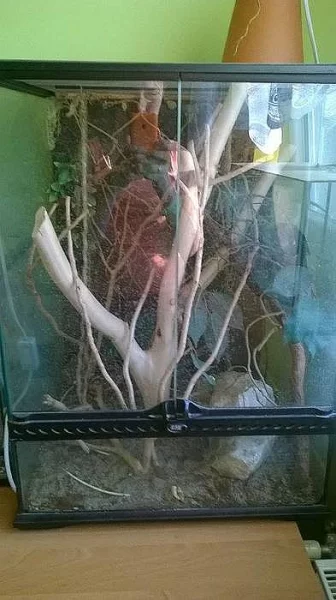 teraria, UVB osvětlení