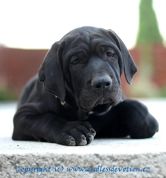 TOSA INU nádherný pejsek s PP – ihned k odběru