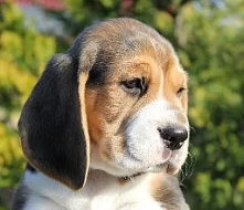 Krásná štěňátka bígla beagle