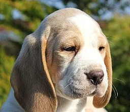 Krásná štěňátka bígla beagle