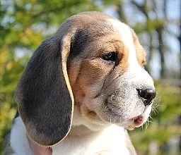 Krásná štěňátka bígla beagle