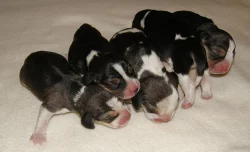 Krásná štěňátka bígla beagle