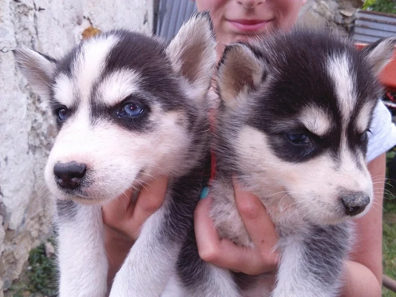 Sibírsky husky - šteniatka