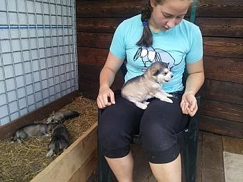 Aljašský malamut s PP