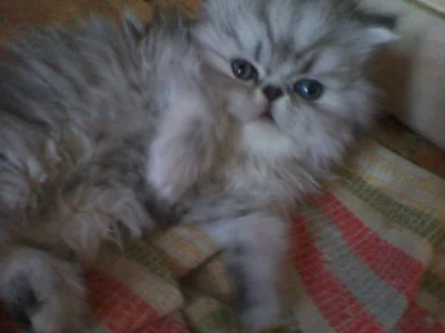 Perský kocourek bez PP,