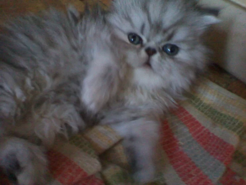 Perský kocourek bez PP,