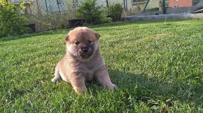 Štěňátko Shiba-inu