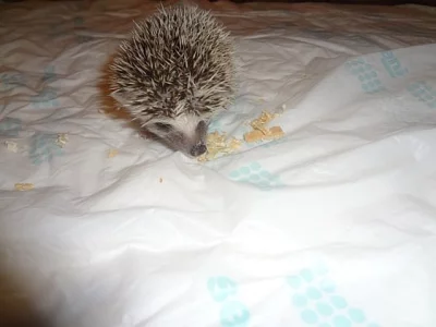 Africký Pigmy Ježek