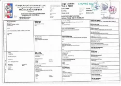 Štěňata Labradorský retriever