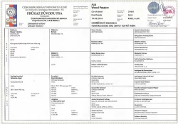 Štěňata Labradorský retriever