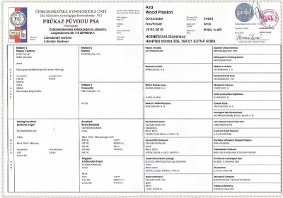 Štěňata Labradorský retriever