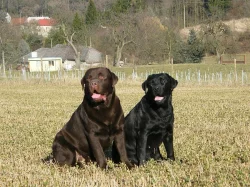 Štěňata Labradorský retriever